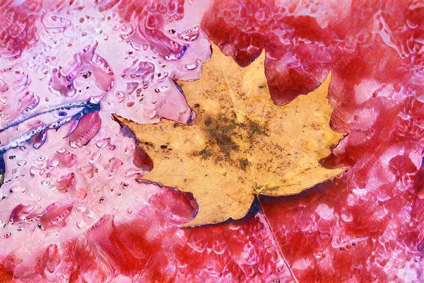 Канадіанці Вирушають Червоній Блискучій Поверхні Відбивають Ліси — стокове фото