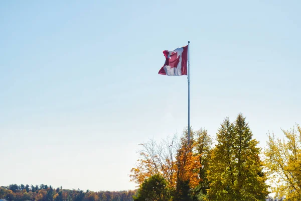 Canadian Flag Pole Wind Blue Background Tree Tops — Stockfoto
