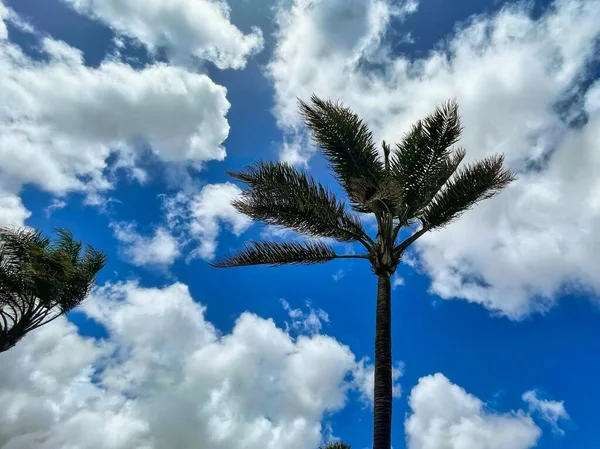 a tropical palm tree in a warm holiday country is catching wind