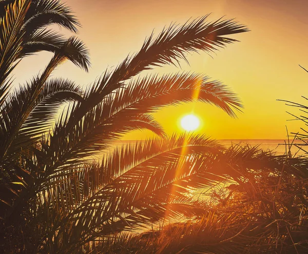 Palmuja Oksat Taustalla Meri Ranta Auringonlasku Täydellinen Loma — kuvapankkivalokuva