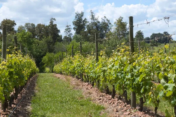 Montevideo Uruguay Října 2022 Rostliny Vinici Vinařském Statku Jsou Přivázané — Stock fotografie