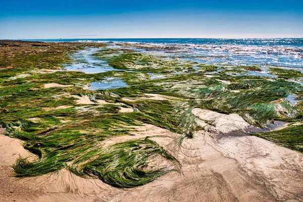 Pismo Beach Ηνωμένες Πολιτείες Φεβρουαρίου 2020 Ένα Οικοσύστημα Του Ειρηνικού — Φωτογραφία Αρχείου