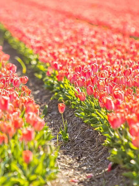 Feld Roter Tulpen Einer Reihe Auf Einem Feld — Stockfoto
