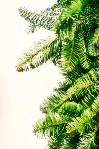 Izolovaný Obrázek Borovicových Větví Zelenými Jehličkami — Stock fotografie
