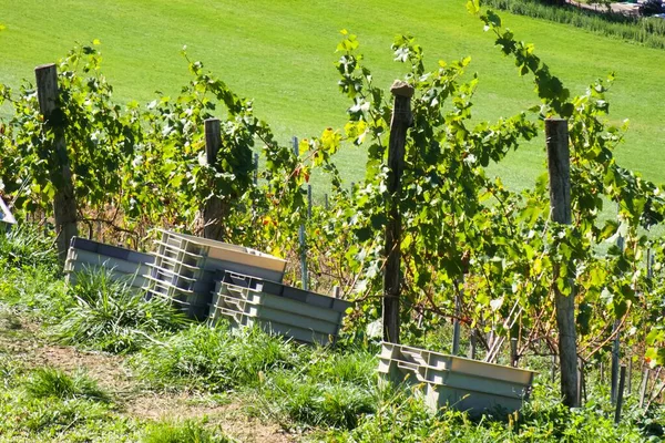 Menthon Saint Bernard França Setembro 2022 Uvas Vinho Durante Colheita — Fotografia de Stock