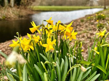 Doğada ilkbaharın başında bir grup sarı nergis büyüyor.
