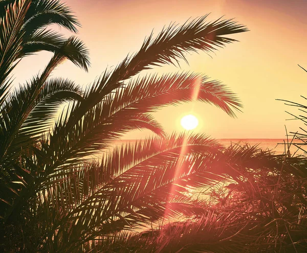 Palmy Větve Pozadí Moře Pláž Západ Slunce Perfektní Dovolenou — Stock fotografie