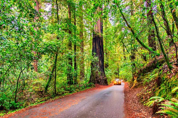 Guerneville Usa November 2011 Väg För Besökare Omgiven Enorma Sequoia — Stockfoto
