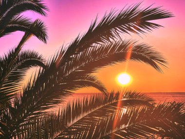 idyllic tropical sunset with palm trees and ocean