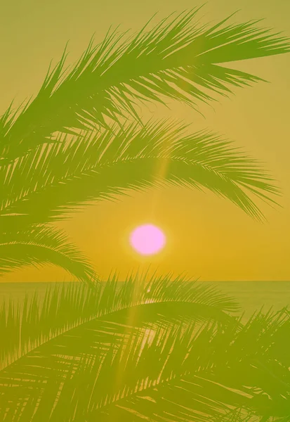 Idyllic Tropical Sunset Palm Trees Ocean — Stockfoto