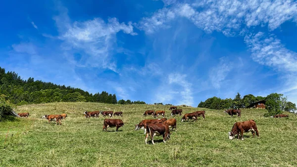 Коричневые Коровы Альпийском Лугу Высоко Горах — стоковое фото