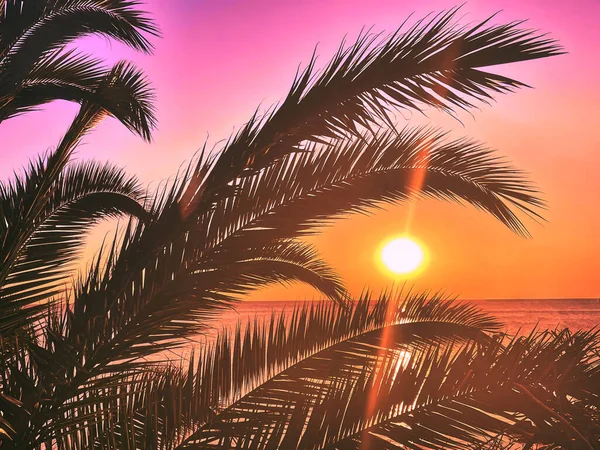 Idyllic Tropical Sunset Palm Trees Ocean — Foto de Stock