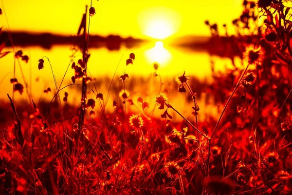 Затока Стінсона Рейс Магічна Заході Сонця Природі Рослинах Знає Лінія — стокове фото
