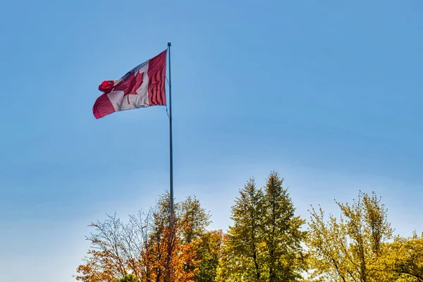 Canadian Flag Pole Wind Blue Background Tree Tops — Stockfoto