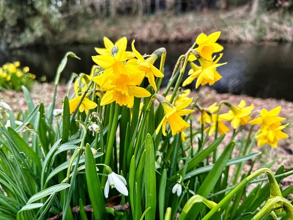 Manojo Narcisos Amarillos Está Creciendo Comienzo Primavera Naturaleza —  Fotos de Stock