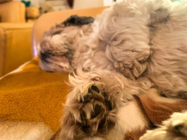 Shih Tzu Μικρό Σκυλί Είναι Ξαπλωμένος Και Κοιμάται Στον Καναπέ — Φωτογραφία Αρχείου