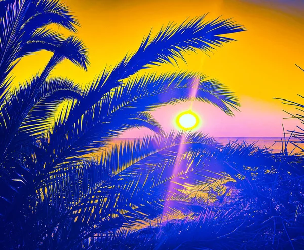 Palmbomen Takken Achtergrond Zeestrand Zonsondergang Een Perfecte Vakantie — Stockfoto