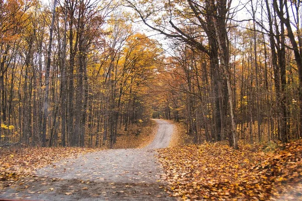 Лесная Дорога Осенью Оранжево Желтыми Листьями Деревьях Дороге — стоковое фото