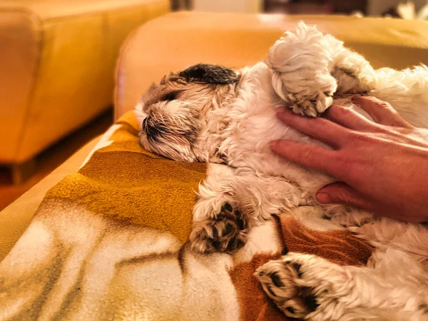 Shih Tzu Liten Hund Ligger Och Sover Soffan — Stockfoto