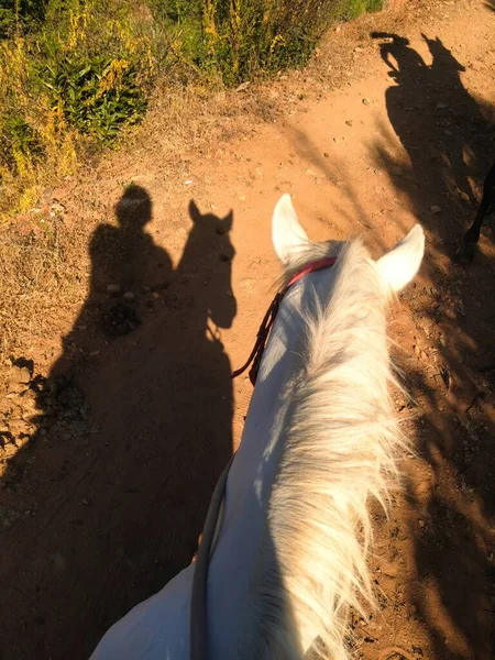 Silhueta Cowboy Cavalgando Caminho Livre — Fotografia de Stock