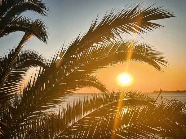 Palmen Und Äste Und Hintergrund Meer Strand Und Sonnenuntergang Ein — Stockfoto