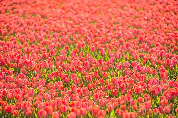Nahaufnahme Von Roten Tulpen Auf Einem Feld — Stockfoto