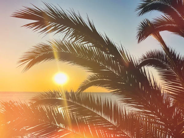 Idyllic Tropical Sunset Palm Trees Ocean — Foto de Stock