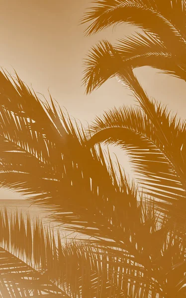 Idyllic Tropical Sunset Palm Trees Ocean — 스톡 사진