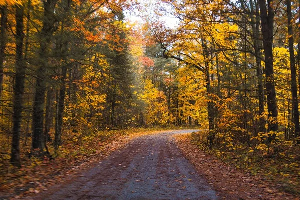 Bos Weg Herfst Met Oranje Geel Gekleurde Bladeren Bomen Weg — Stockfoto