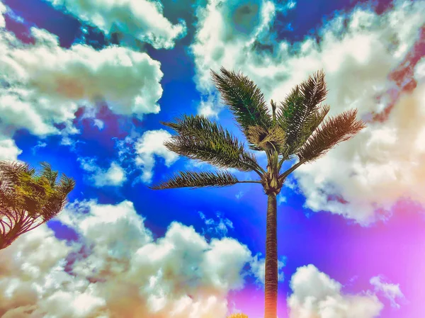 Palmier Tropical Dans Pays Vacances Chaudes Attrape Vent — Photo