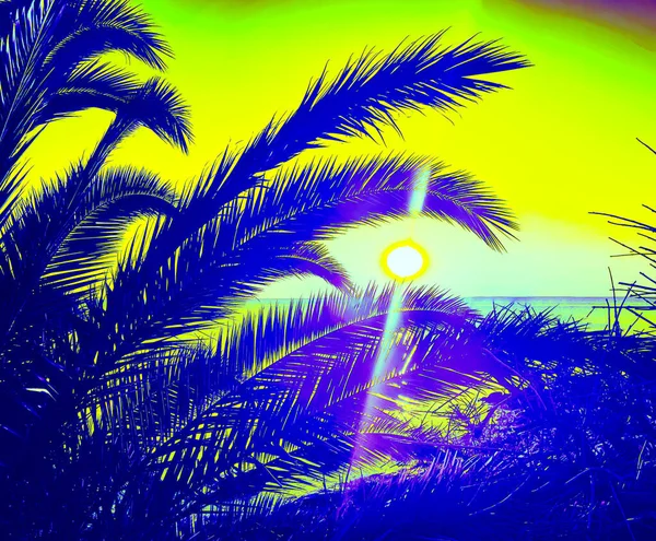棕榈树和枝条 在海滨和日落的背景下 是一个完美的假日 — 图库照片
