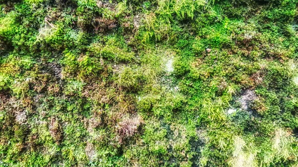 2015年10月19日 门顿圣伯纳德 在这个历史名城的墙上 绿色的天然苔藓植物有着温暖而神秘的景色 — 图库照片