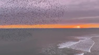Brighton, Birleşik Krallık - Mart 04 2022: turnstone kuşları gün batımında sahile yakın bir yerde bir oyun hazırlıyorlardı.