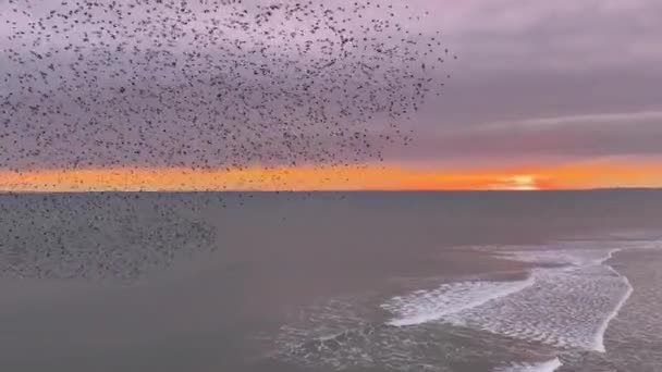 英国布莱顿 2022年3月4日 在日落前 岩石鸟在海岸附近的一群群中飞行 — 图库视频影像