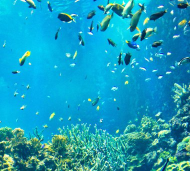 Mavi berrak okyanusta tropikal balıklar yüzüyor.