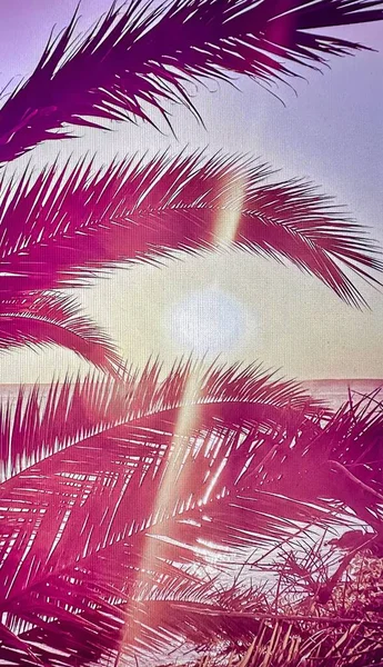 Palmen Und Äste Und Hintergrund Meer Strand Und Sonnenuntergang Ein — Stockfoto