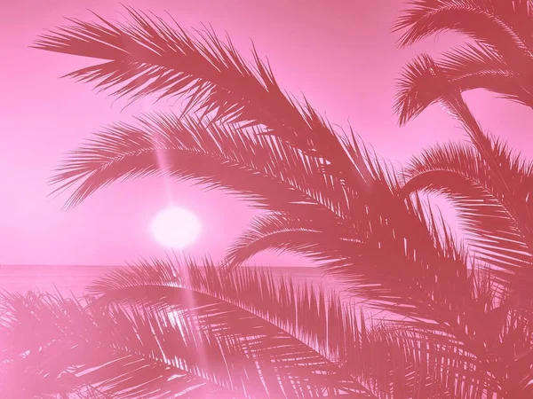 Palmbomen Takken Achtergrond Zeestrand Zonsondergang Een Perfecte Vakantie — Stockfoto