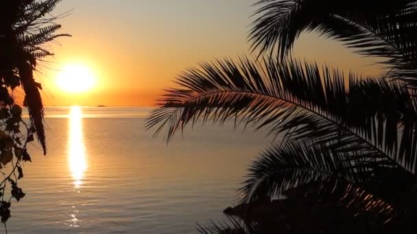 Пальмы Ветви Заднем Плане Морской Пляж Закат Идеальный Отдых — стоковое видео