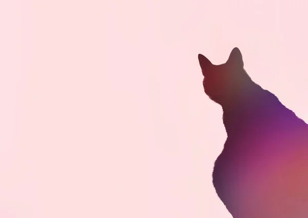 Silhouette Katze Starrt Mit Rosa Hintergrund — Stockfoto