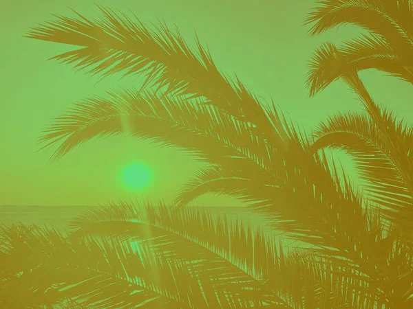 Idyllic Tropical Sunset Palm Trees Ocean — Stock fotografie