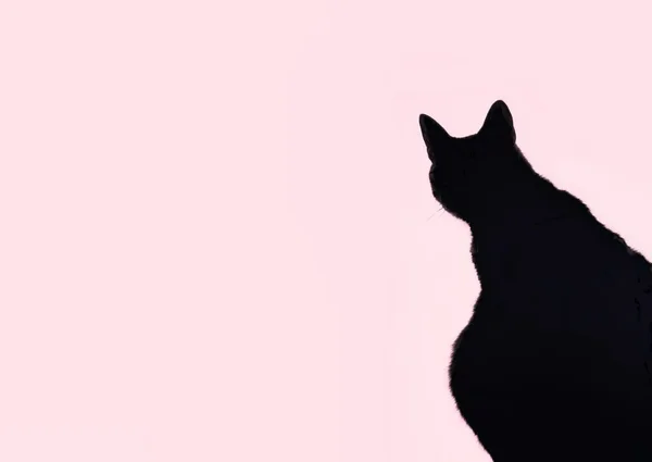 Gato Silhueta Olhando Com Fundo Rosa — Fotografia de Stock