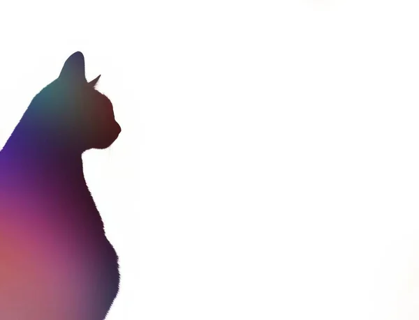 Silhouetted Cat Staring Night Sky Falling Stars Moon — Stock fotografie
