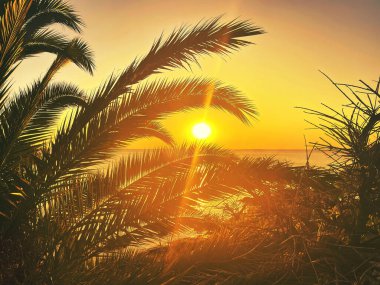 idyllic tropical sunset with palm trees and ocean