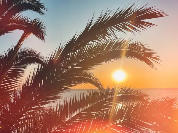 idyllic tropical sunset with palm trees and ocean