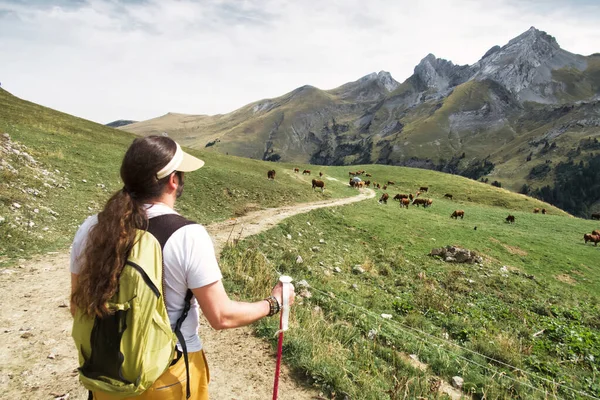 Hiker Watching Brown Cows Alpine Meadow High Mountains — Stock Photo, Image