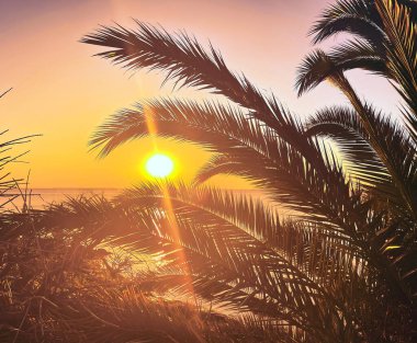 Palmiye ağaçları ve dallar ve arka planda deniz plajı ve gün batımı mükemmel bir tatil.