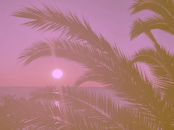 Idyllic Tropical Sunset Palm Trees Ocean — Stock Photo, Image