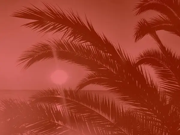 Palmiye Ağaçları Dallar Arka Planda Deniz Plajı Gün Batımı Mükemmel — Stok fotoğraf