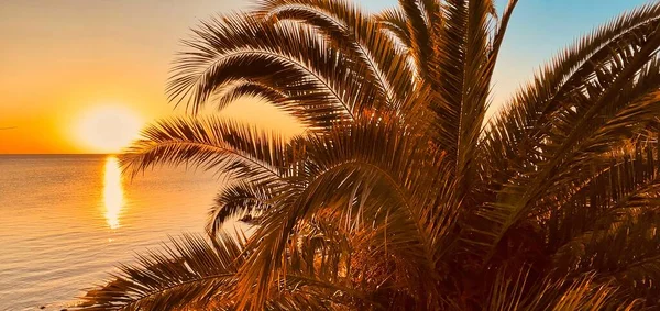 Palmy Gałęzie Tle Morze Plaża Zachód Słońca Idealne Wakacje — Zdjęcie stockowe