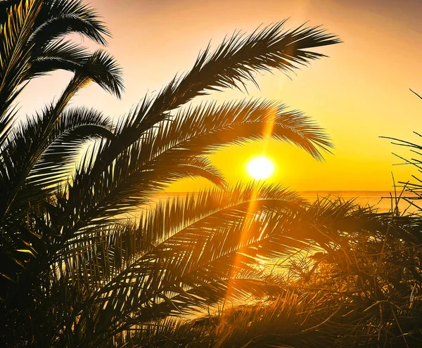 Palmiye ağaçları ve dallar ve arka planda deniz plajı ve gün batımı mükemmel bir tatil.